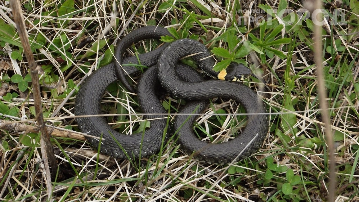 Не сажайте это у дома — змеи придут к вам сами: это популярное растение превращает ваш двор в змеиное логово