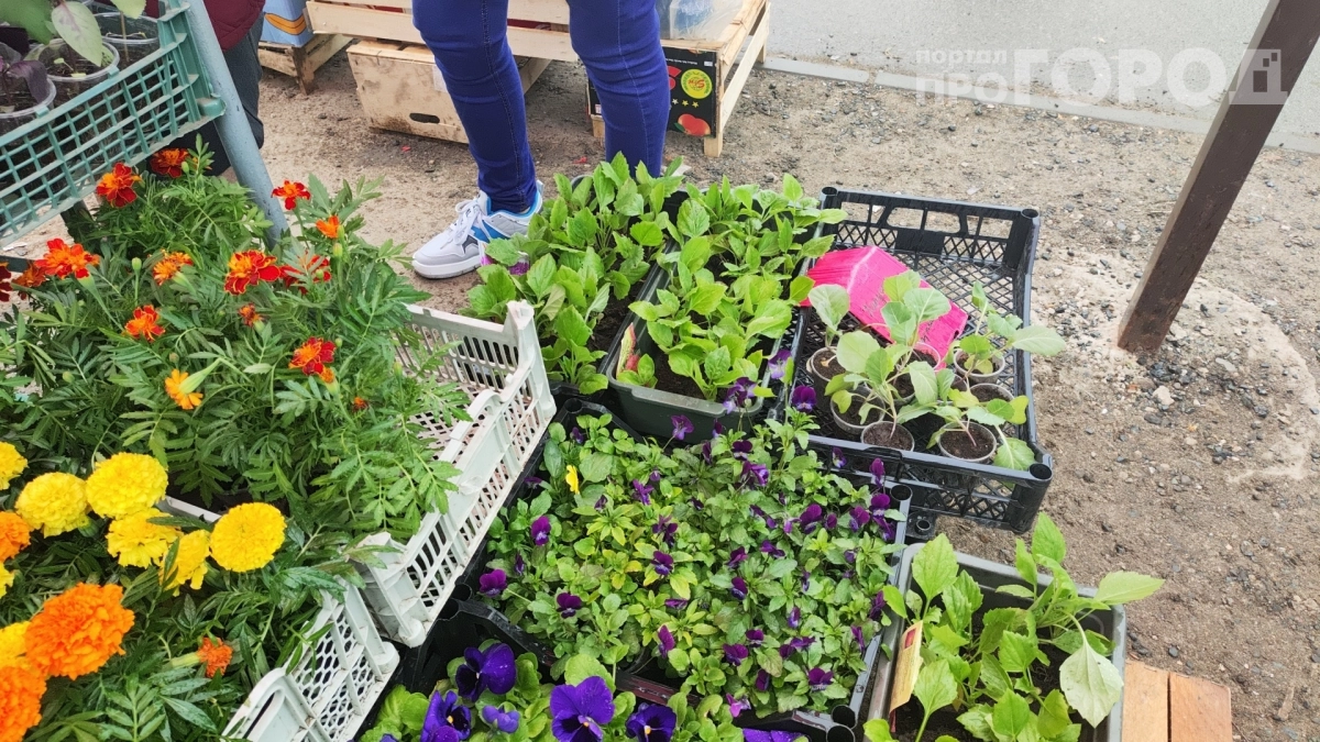 «Ты что, с ума сошла?» — смеялись надо мной: а теперь моя рассада крепче, чем у тех, кто бегает с бутылочками