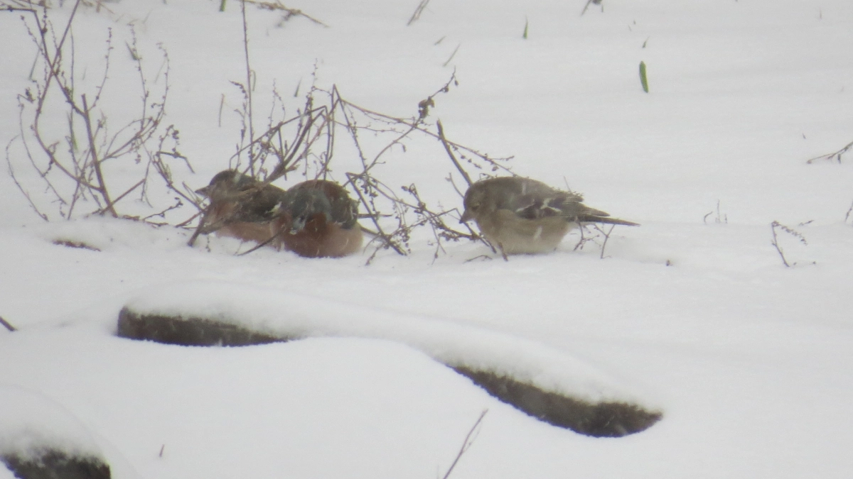 Апрельский снег оставил птиц без корма в заповеднике "Большая Кокшага"