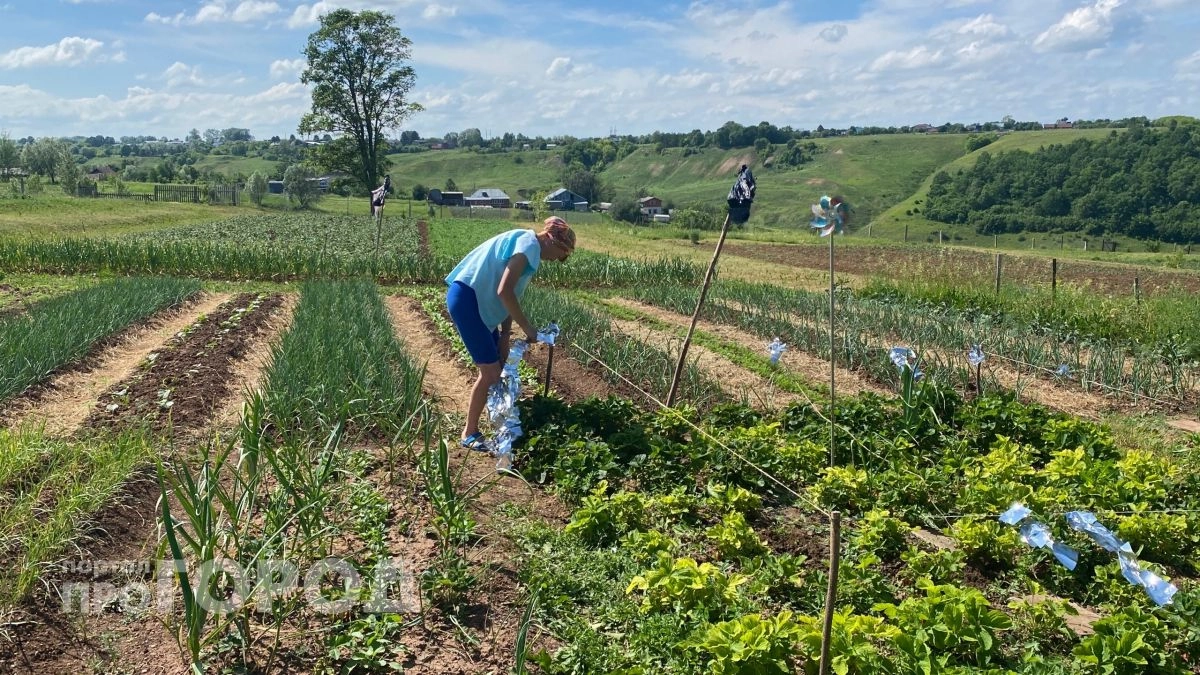 Дорогие удобрения больше не покупаю: советский коктейль из двух ингредиентов превратил землю на грядках в чернозем