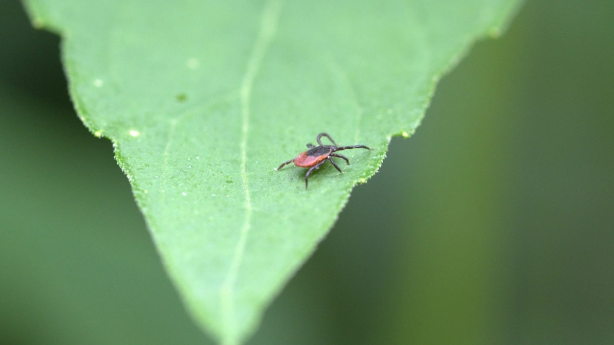 Клещи в Марий Эл покусали уже 10 детей