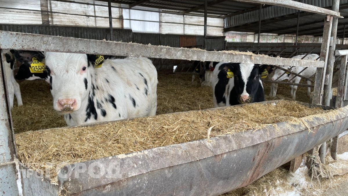 Производство молока сократилось в Марий Эл