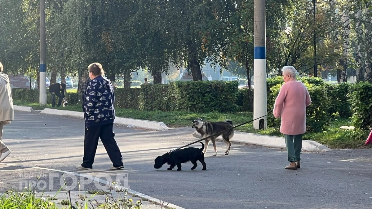 Хотели заработать на пенсии и остались без денег: двух жительниц Марий Эл развели по похожим схемам