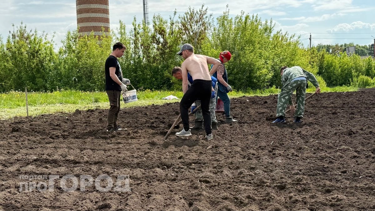 Не перекапываю и не окучиваю: простой способ посадки картофеля для ленивых дачников