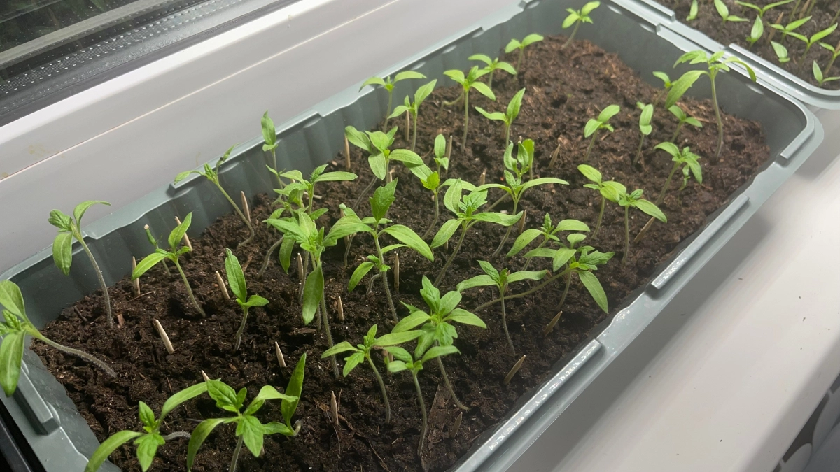 Томаты не простят такую ошибку на этапе рассады: эта привычка напрочь гробит весь урожай