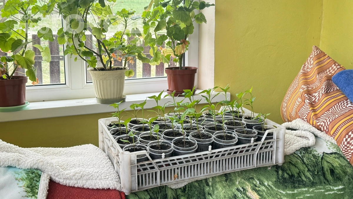 Выбросил фитолампы на свалку: теперь поливаю рассаду болтушкой — стебли толще пальца