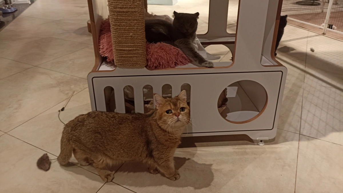 Без уборки, корма и режима: выставку с 46 кошками оштрафовали в Йошкар-Оле