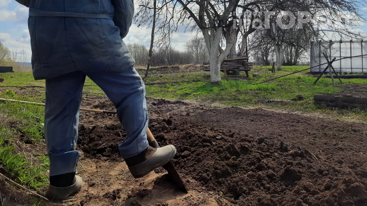 Одна ошибка превращает майский огород в больничную койку: 90% дачников калечат спину этим простым движением лопатой