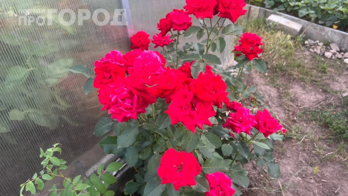 Миллион роз без лишних затрат: 5 апрельских шагов, которые превратят ваш сад в рай — пропустите хоть один, и цветов не будет