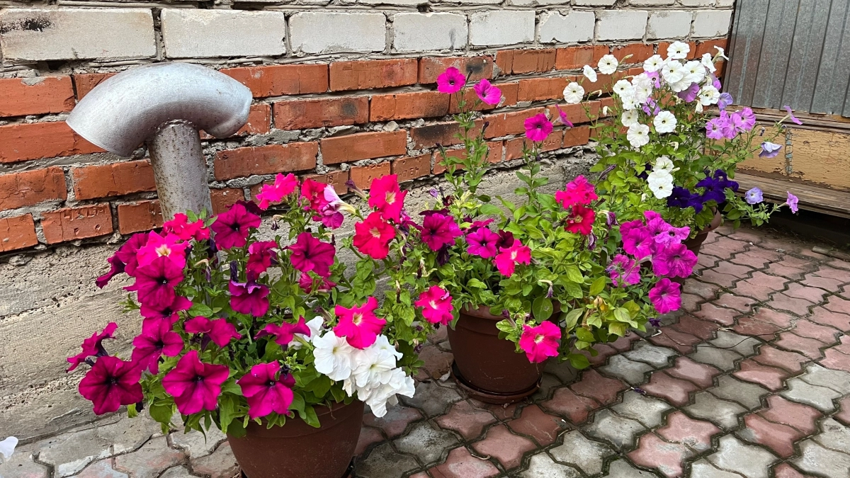 Клумбы за 0 рублей: что можно превратить в цветочный декор — вы точно найдёте это у себя на участке