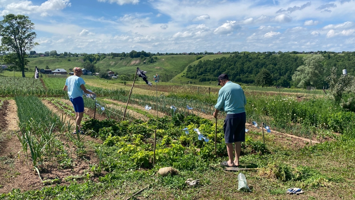 Во всем мире считают сорняком, а у нас трясутся над ним: зачем в России сажают это бесполезное растение
