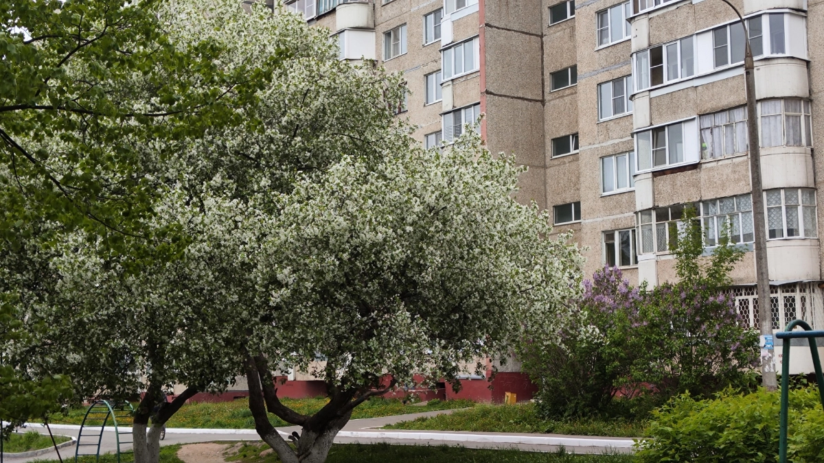 Черемуховые заморозки вернутся и скуют Россию: свежий прогноз на май