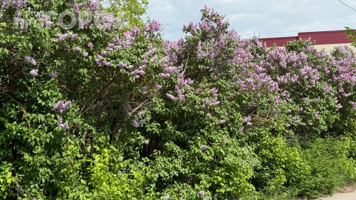 Забудьте про шланг и лейку: 6 растений, которые выживут без воды — сад будет цвести сам