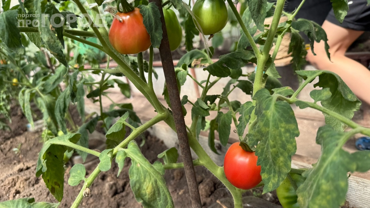 5 блюд в придорожных кафе, после которых вы пожалеете о перекусе: что точно не стоит заказывать