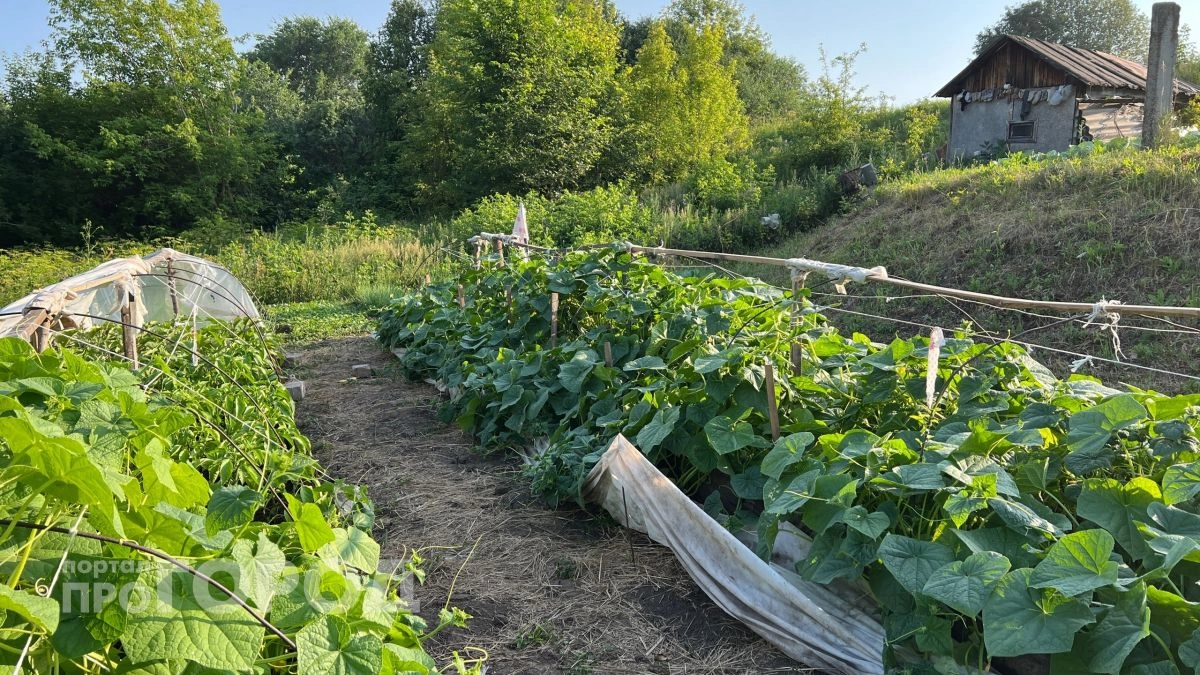 Весь огород будет в огурцах: секретный ингредиент из аптеки, который заставит кусты плодоносить как сумасшедшие