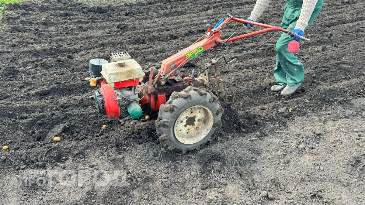 Когда сажать картофель в 2026 году: точные даты