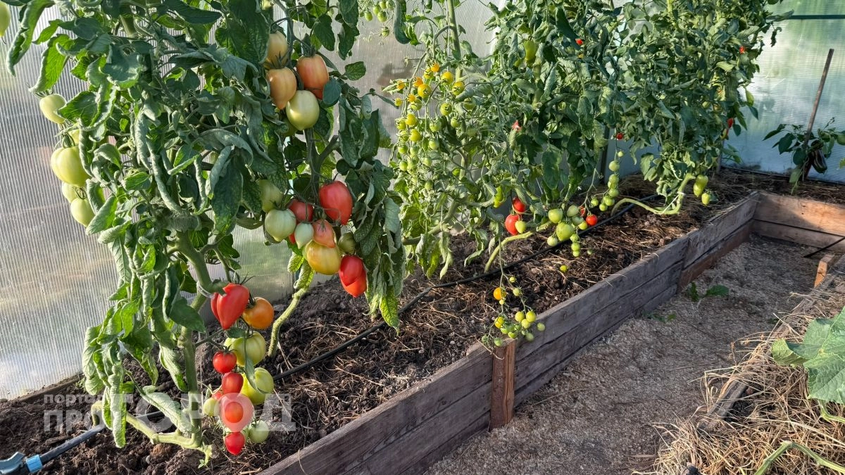 Работает безотказно: идеальная подкормка для томатов - вырастают крепкие, как баобаб, и сладкие