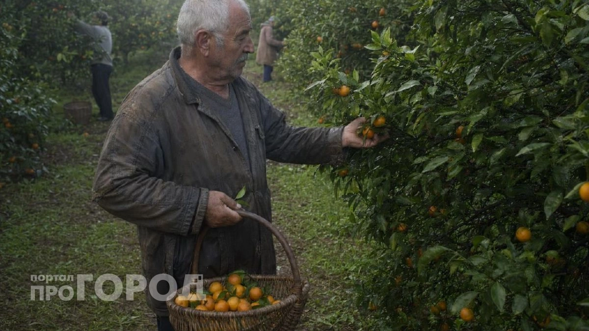 "Оставлю гнить на ветке, но в Россию не продам": хозяин мандариновых плантаций в Абхазии рассказал, почему так делает
