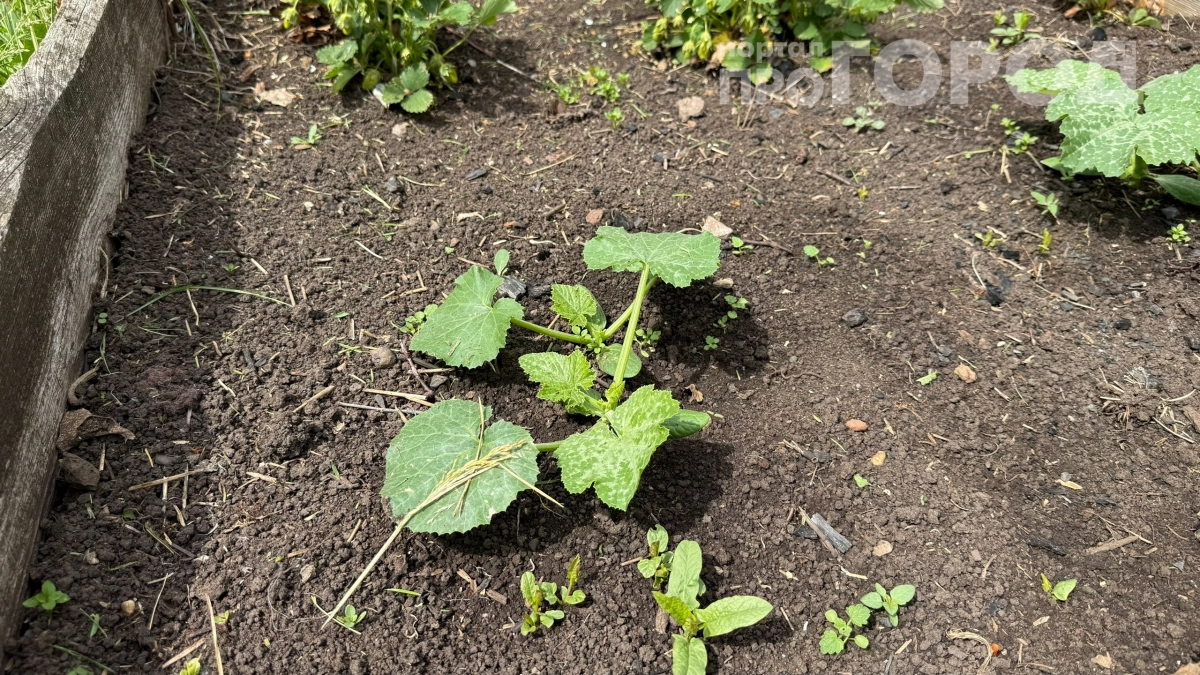 Не сажайте это рядом с кабачками: урожай исчезнет, а плоды станут горькими