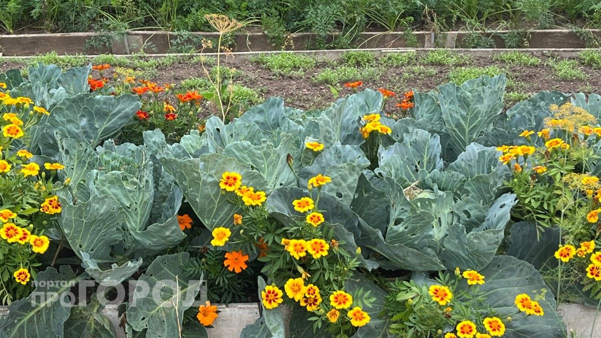 Бархатцы по всему огороду больше не сажаю: чуть не убили весь урожай и не превратили почву в пустыню