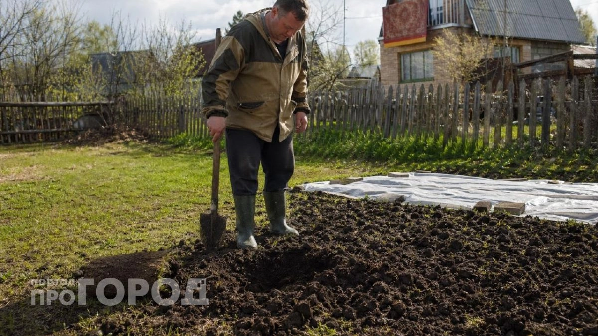 Простое средство из аптеки - кроты покинули огород и больше не вернулись: и стоит недорого