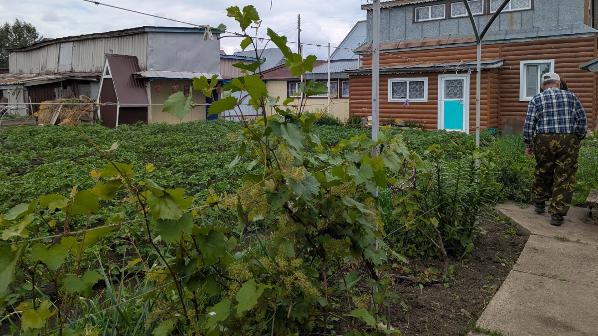 Китайцы не мучаются с поливом — и нам пора: трюк из Китая, который увеличит ваш урожай в разы