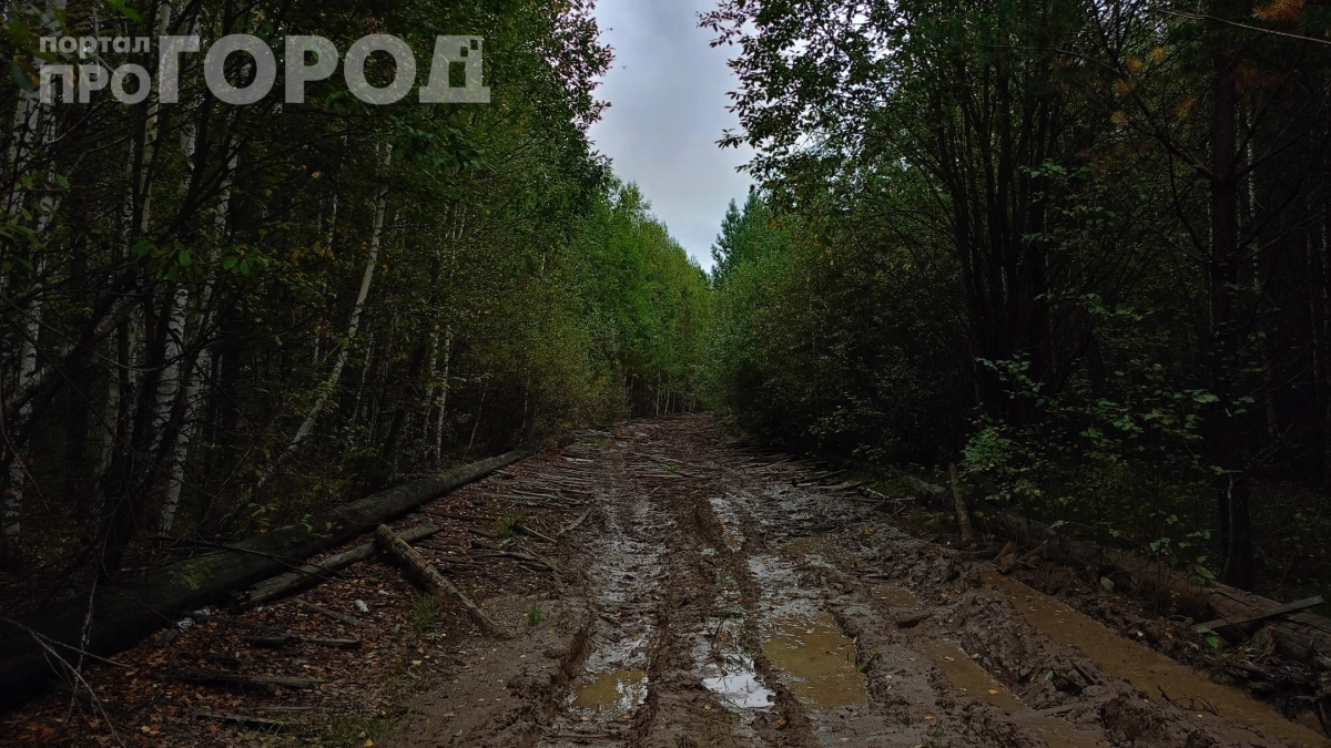 Услышите это — уходите немедленно: 7 звуков леса, которые нельзя игнорировать — нужно действовать мгновенно