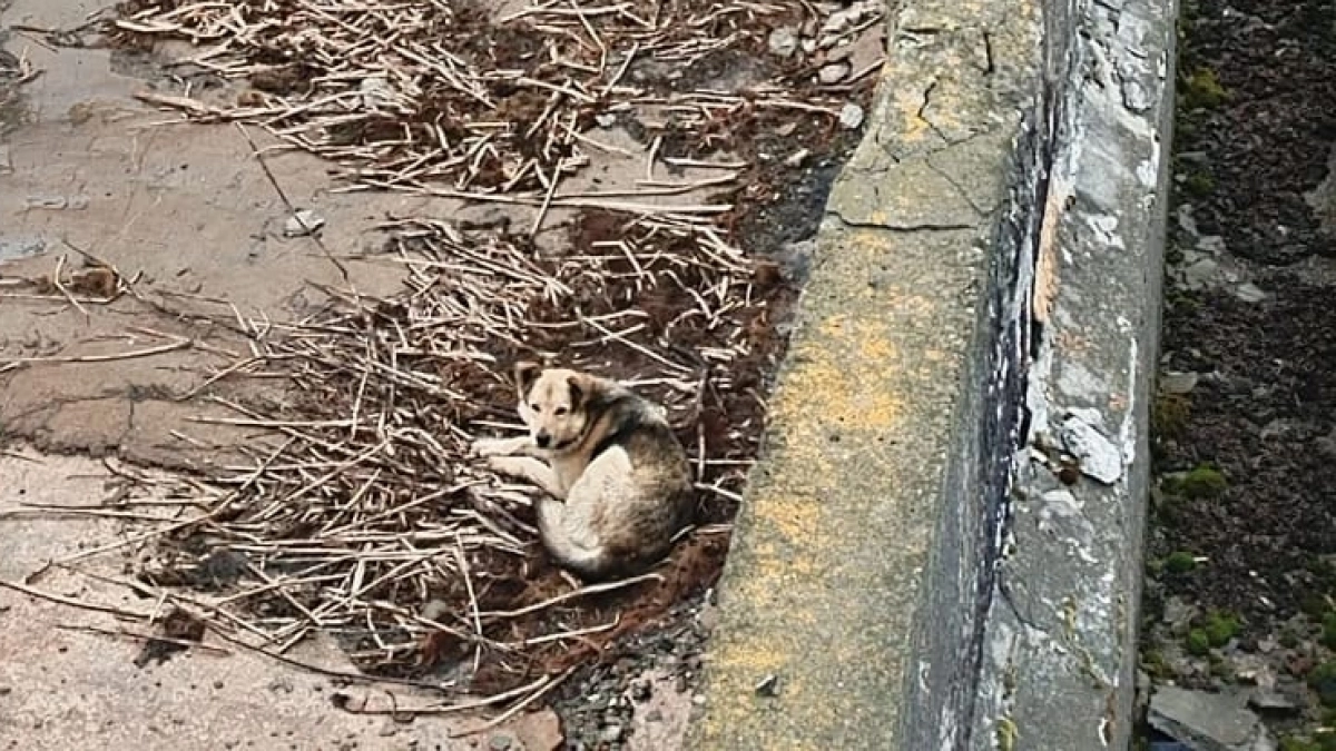 В Волжске спасли собаку, провалившуюся в 5-метровую яму