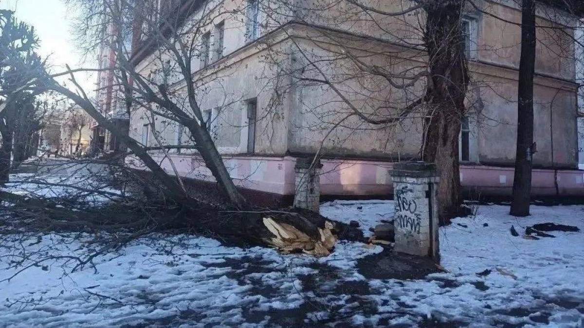 Опасные для жизни деревья нашли во дворах Йошкар-Олы