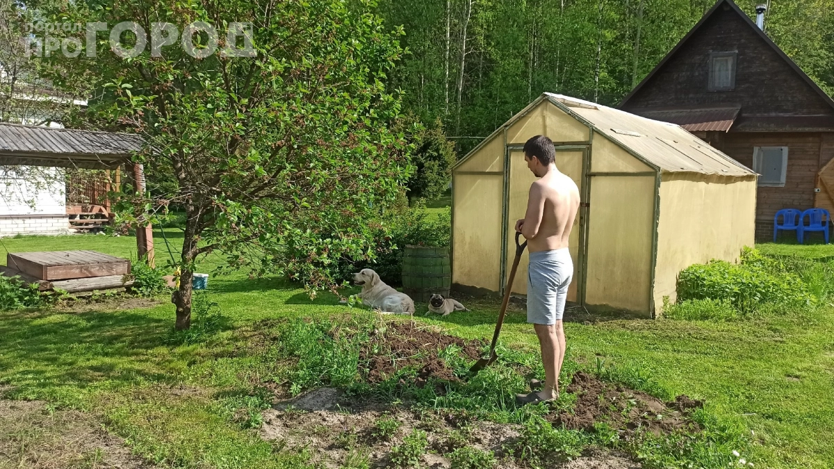 Посадила розы рядом с ирисами — и осталась без цветника: 7 пар цветов, которые ненавидят друг друга