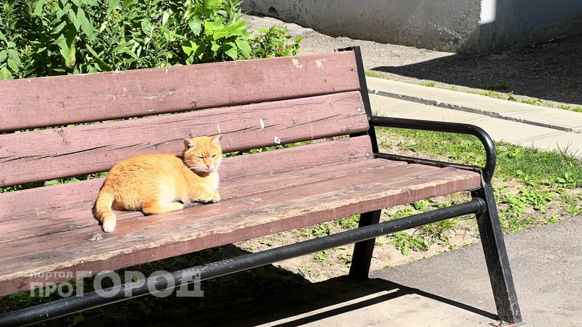 Опасную болезнь подозревают в Семеновке: могла распространять бездомная кошка
