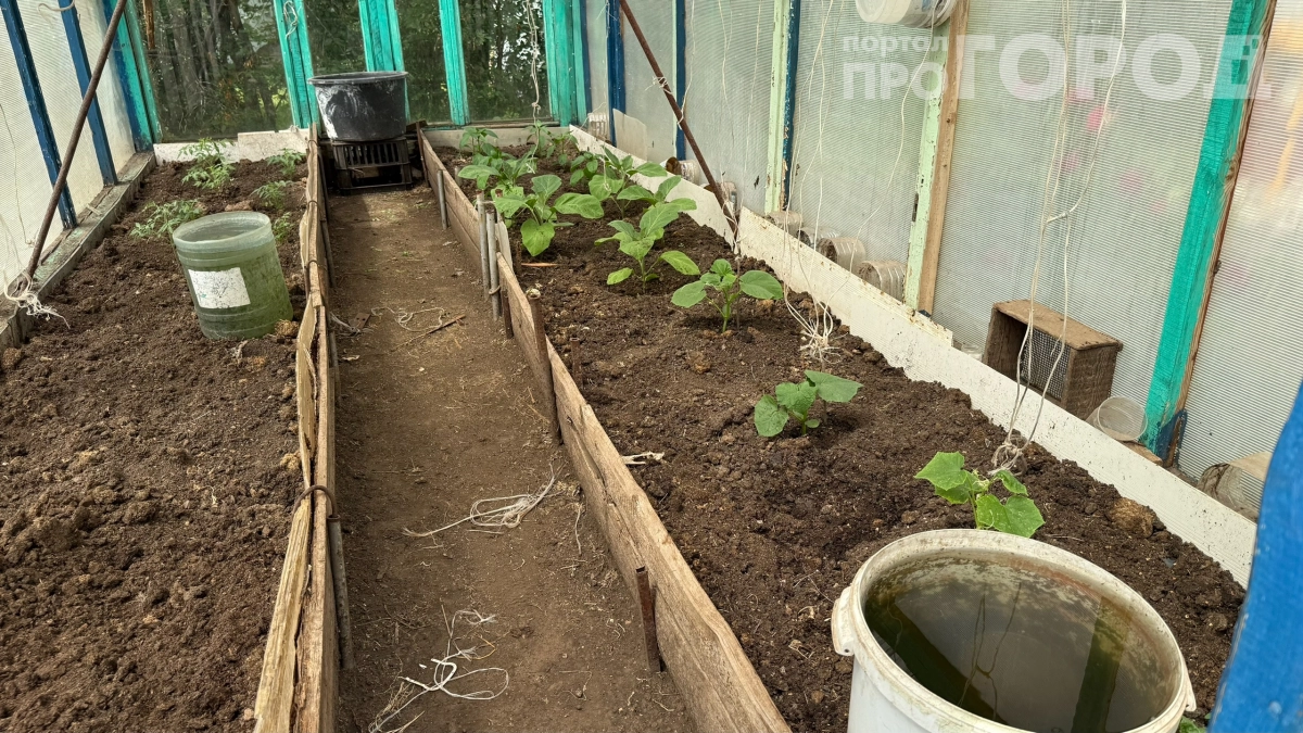 Тёща хотела выбросить 150 корней огурцов, а я за 3 дня сделал из них крепкие кусты: 3 шага, которые спасли урожай от мусорного ведра