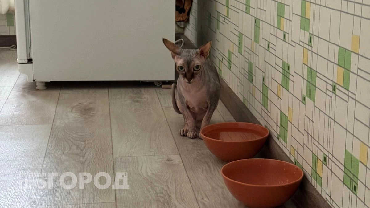 Можно ли кормить кошку только сухим кормом - точный ответ