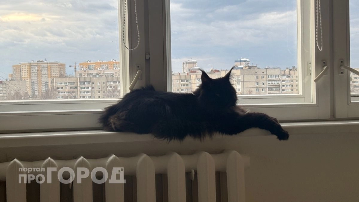 Скучают ли кошки, когда вас нет дома: честный ответ, который удивит каждого хозяина