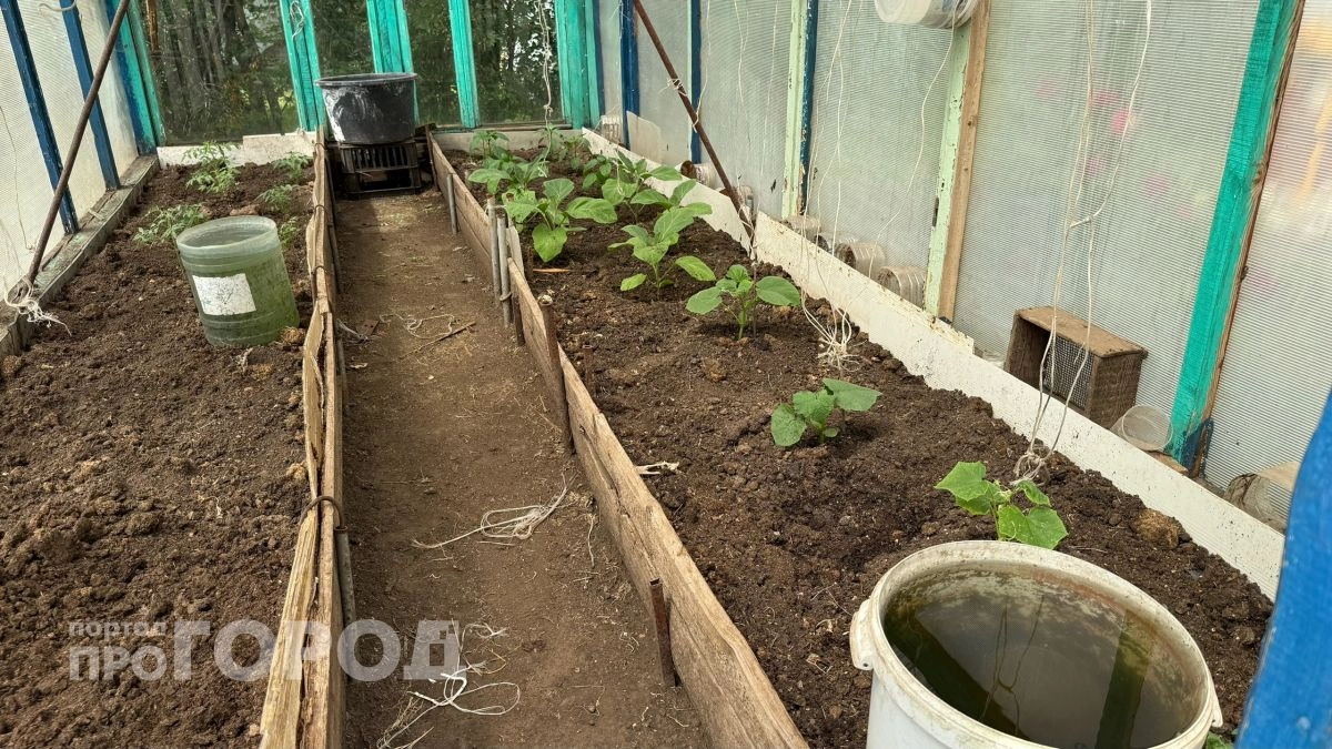 На каком расстоянии друг от друга сажать томаты и огурцы: запомните раз и навсегда