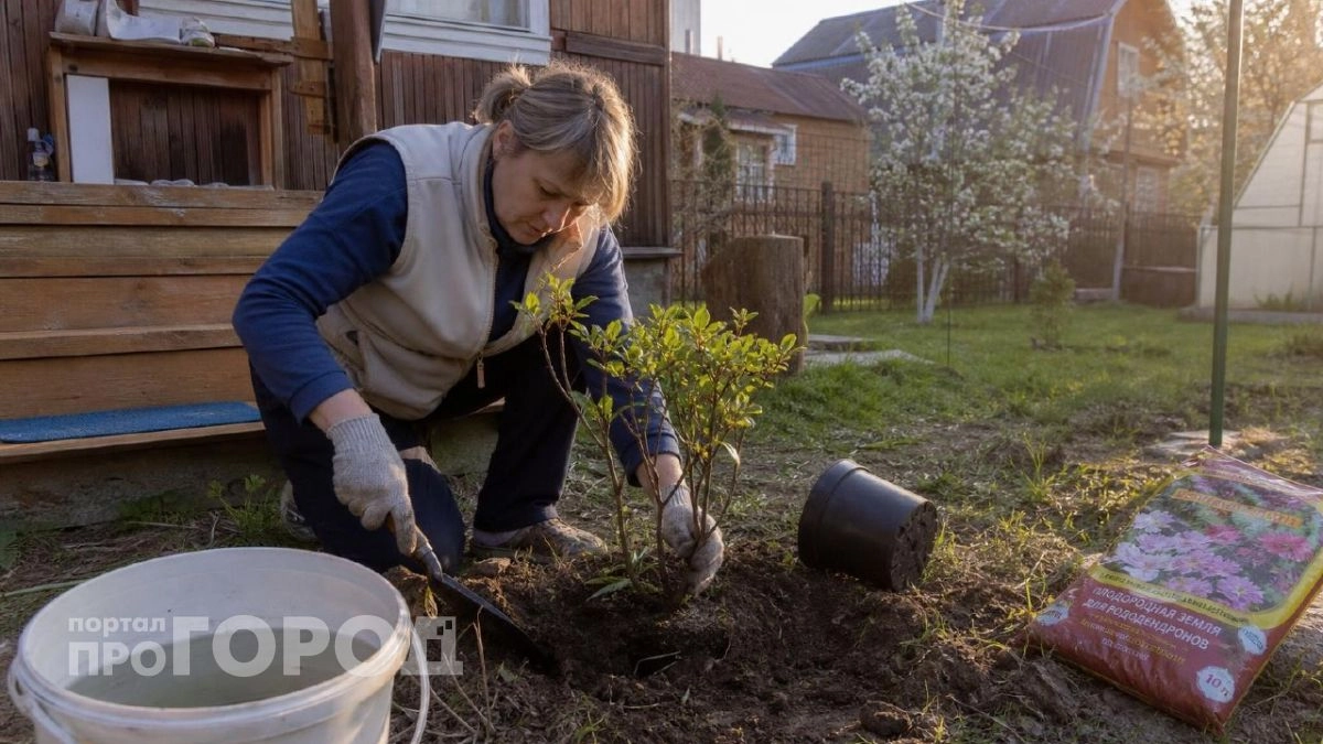 Посадила маленький кустик у крыльца - комары забыли дорогу в мой дом: работает лучше дорогущих средств
