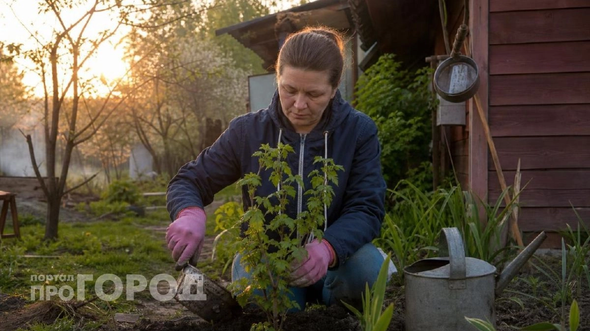 Высаживаю этот куст рядом с яблоней - и урожай увеличивается в два раза: секрет опытных садоводов