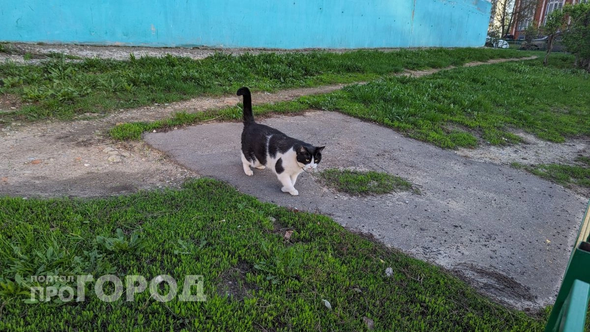 Йошкар-Оле угрожает бешенство: два подозрительных кошачьих трупа исследуют специалисты