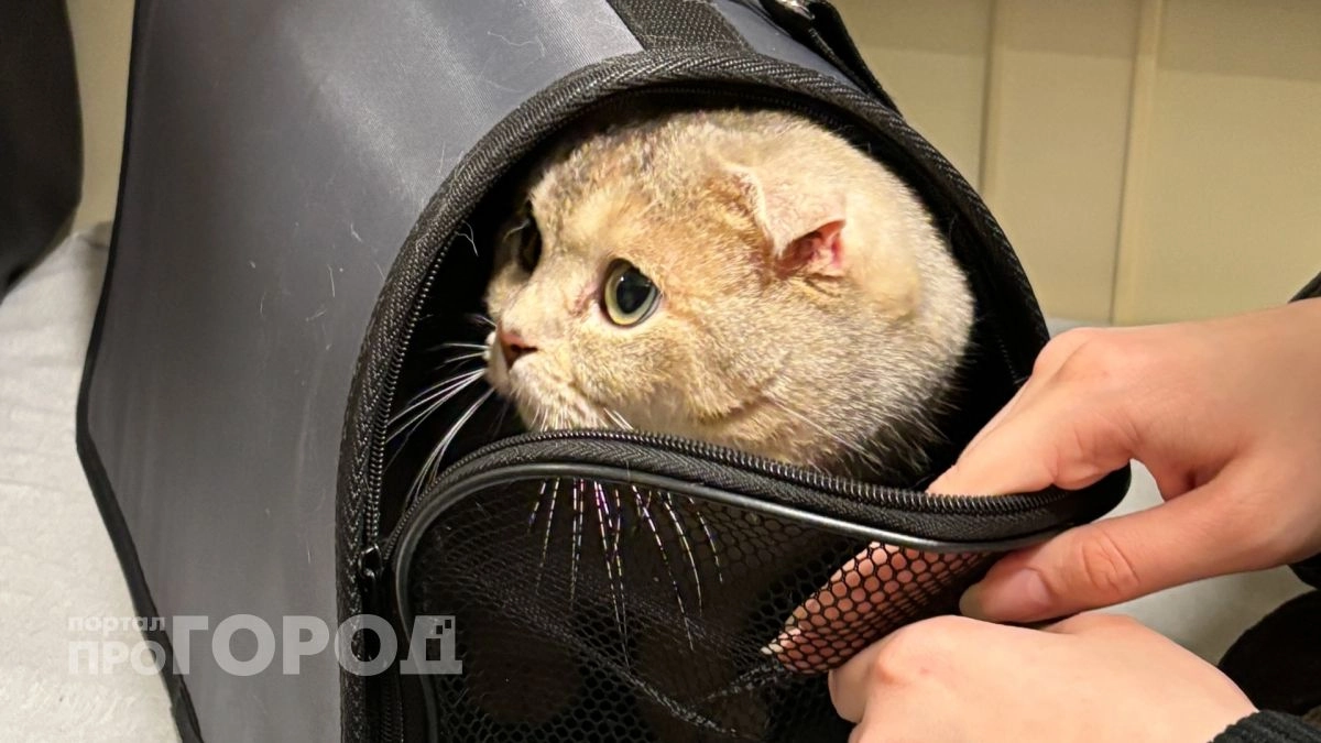 Хуже любого яда: ветеринар объяснила, почему привычка поить кошку молоком медленно убивает ее изнутри