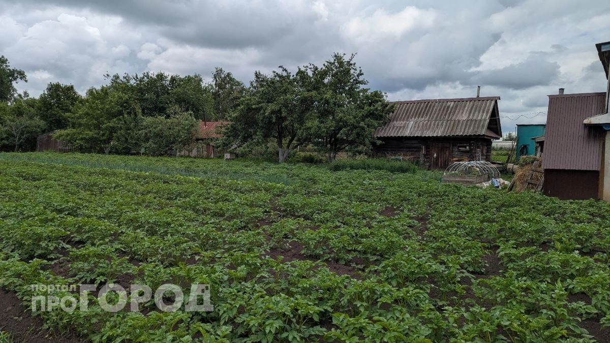 Картофель сгнил еще в земле из-за одной ошибки: почему нельзя удобрять почву свежим навозом
