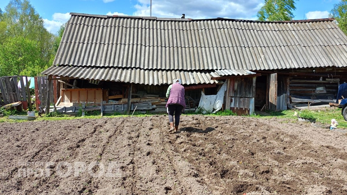 Бюджетный огород: полезные находки для дачи в Йошкар-Оле