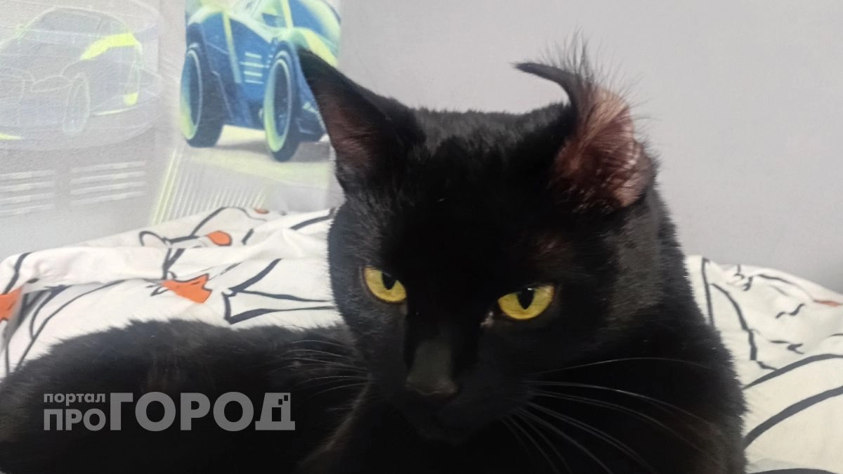 Можно ли смотреть кошке в глаза: это должен знать каждый хозяин