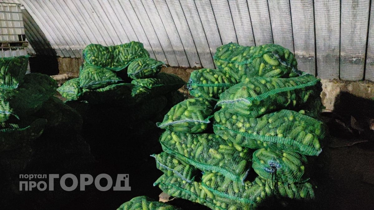 Одна грядка кормит всю семью целое лето: самый плодовитый сорт огурцов, который вообще не требует усилий