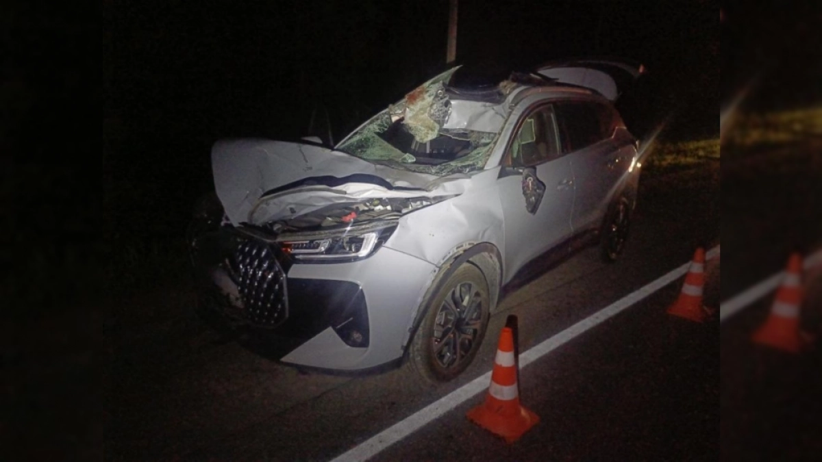 В Медведевском районе автомобиль сбил лося: водитель и пассажирка госпитализированы 