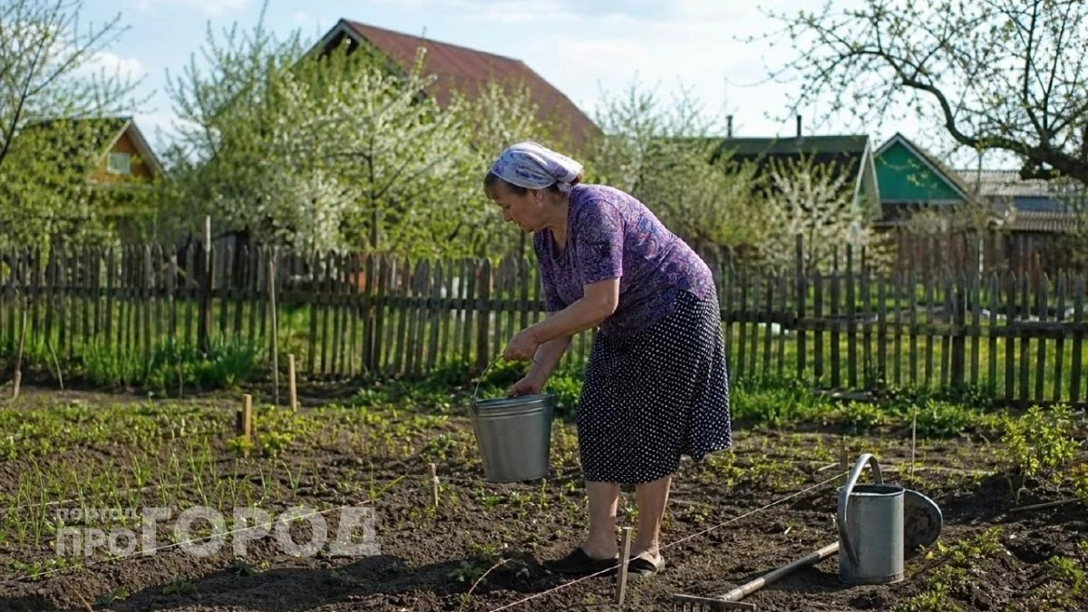 Как ветром сдуло: китайцы избавляются от тли на огородах только этим средством - хватит 200 гр на ведро