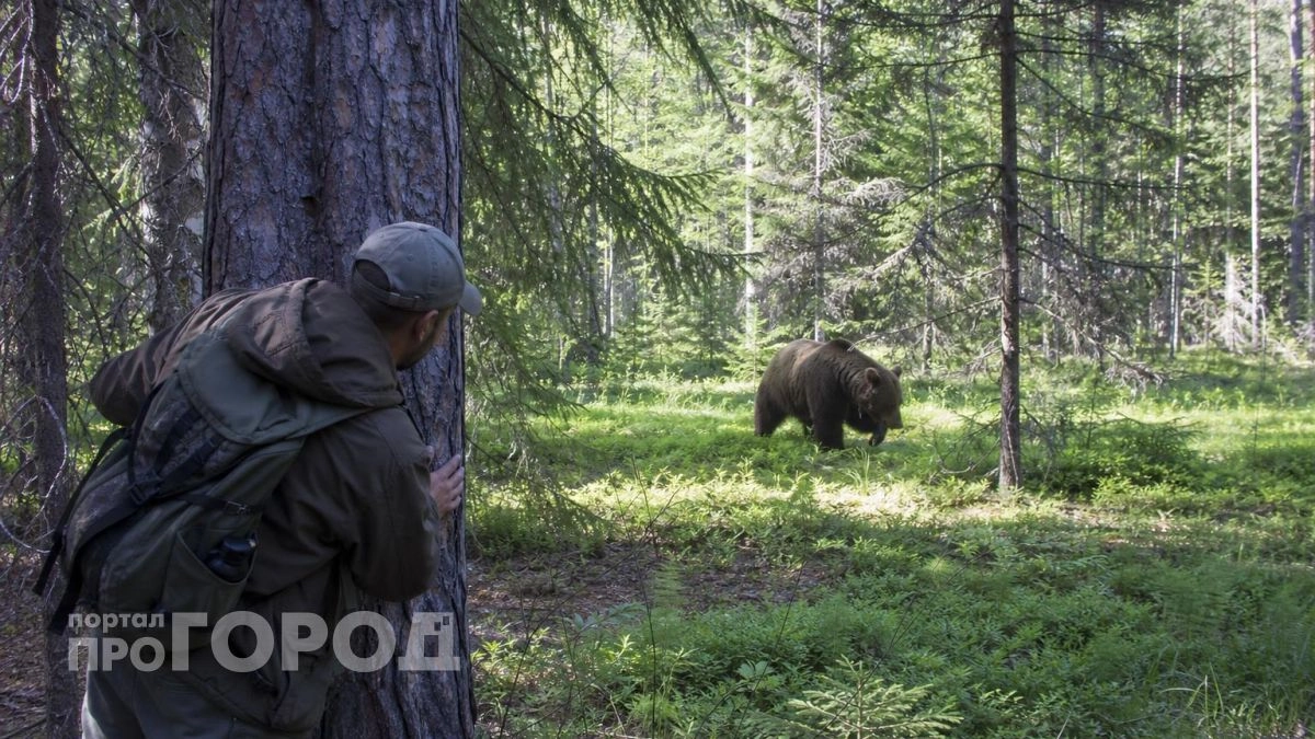 Не бег и не крики: что делать, если встретил медведя в Марий Эл