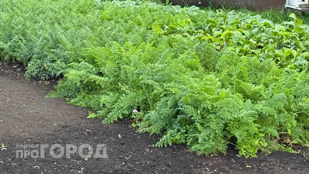 Посадила два кустика на грядках - и никакой морковной мухи: простой способ, о котором должен знать каждый