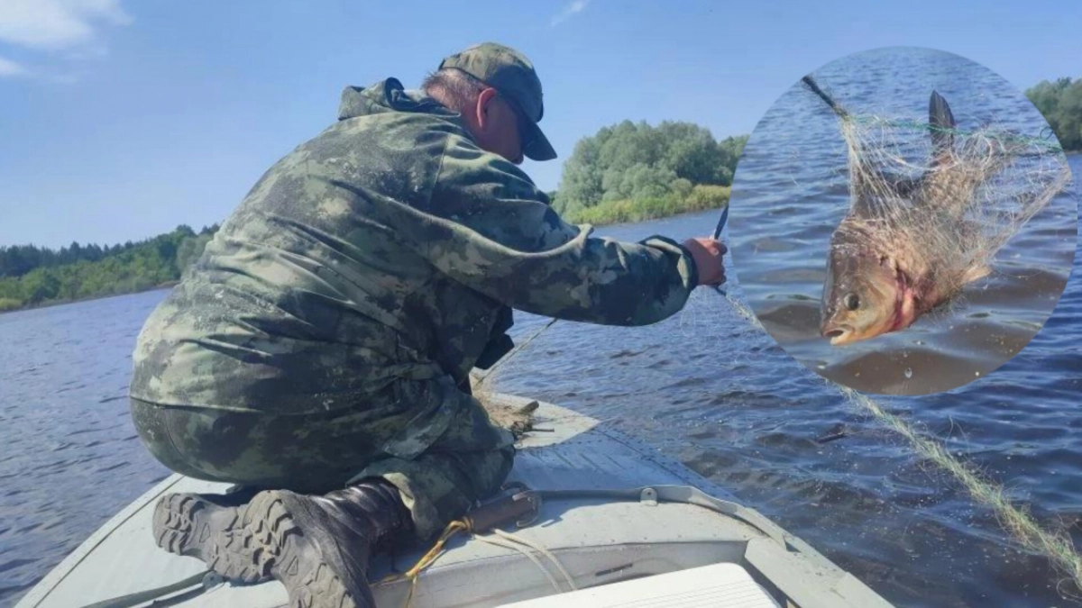 Рыбоохрана Марий Эл отлавливает на Волге браконьеров под палящим солнцем: “Вытягиваешь сеть - а в ней бьется израненная в клочья рыба”