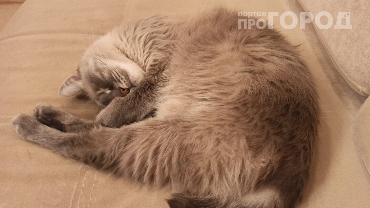 Почему кошка «целует» хозяина: 3 тайных смысла, о которых вы не подозревали
