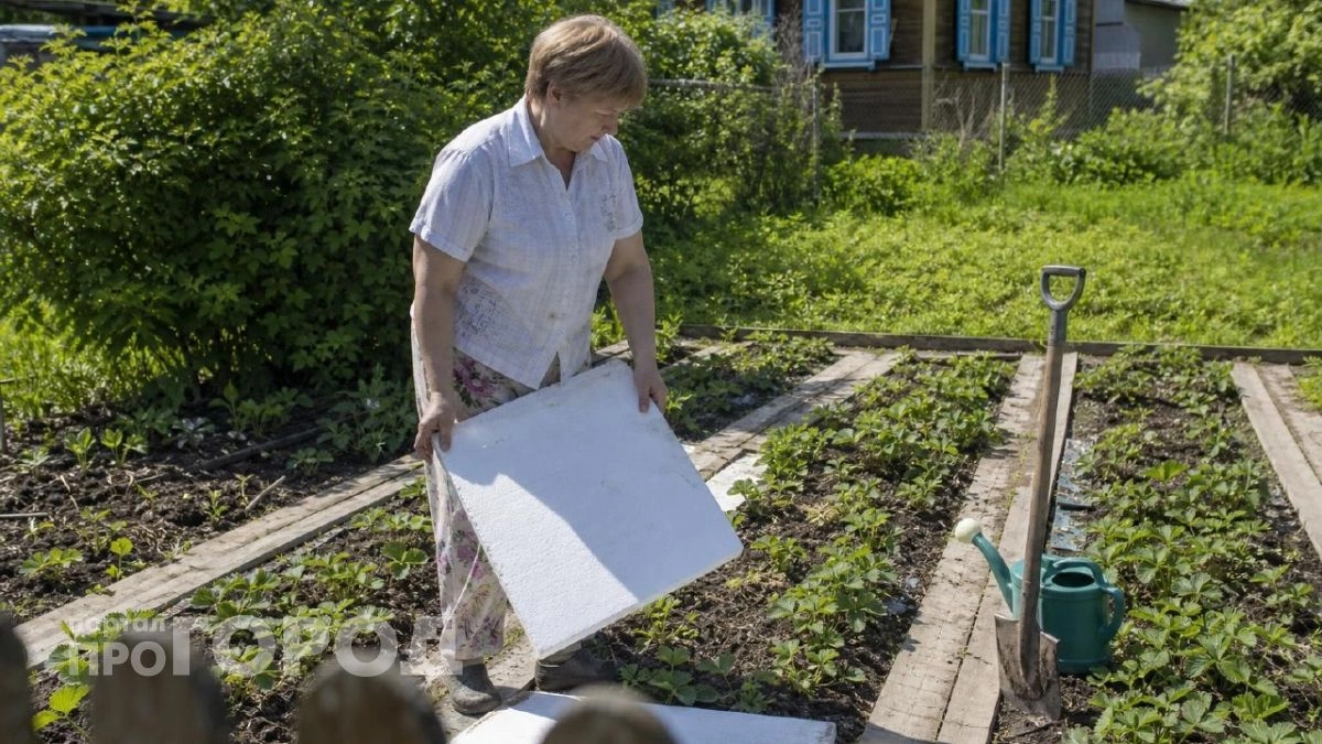 Остатки пенопласта не выбрасываю, а берегу на вес золота: незаменимый помощник на даче